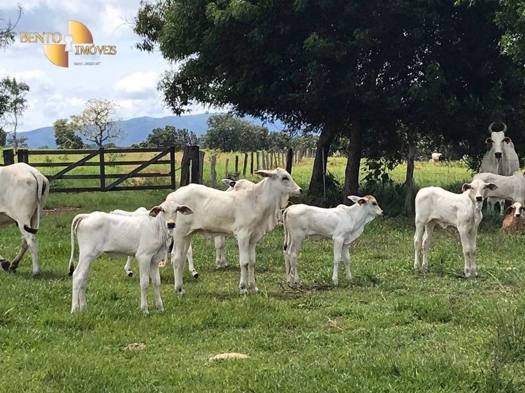 Fazenda de 1.455 ha em Acorizal, MT