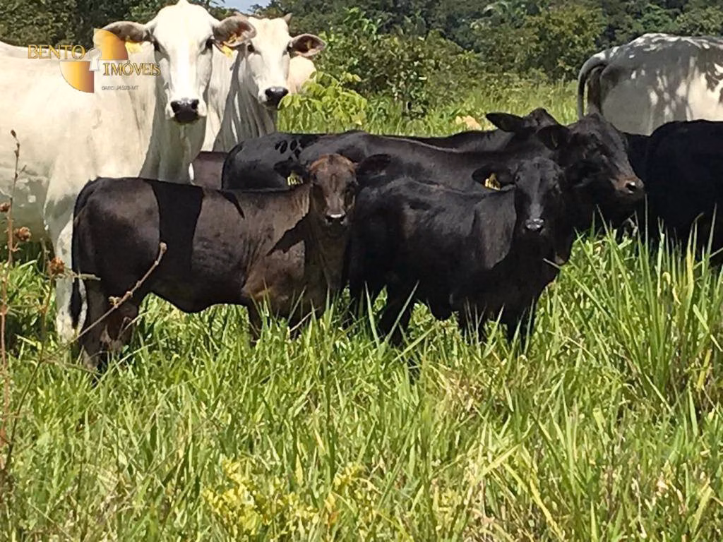 Fazenda de 1.455 ha em Acorizal, MT