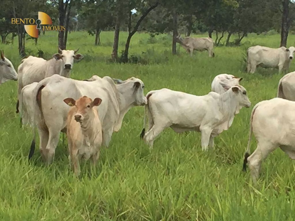 Fazenda de 1.455 ha em Acorizal, MT