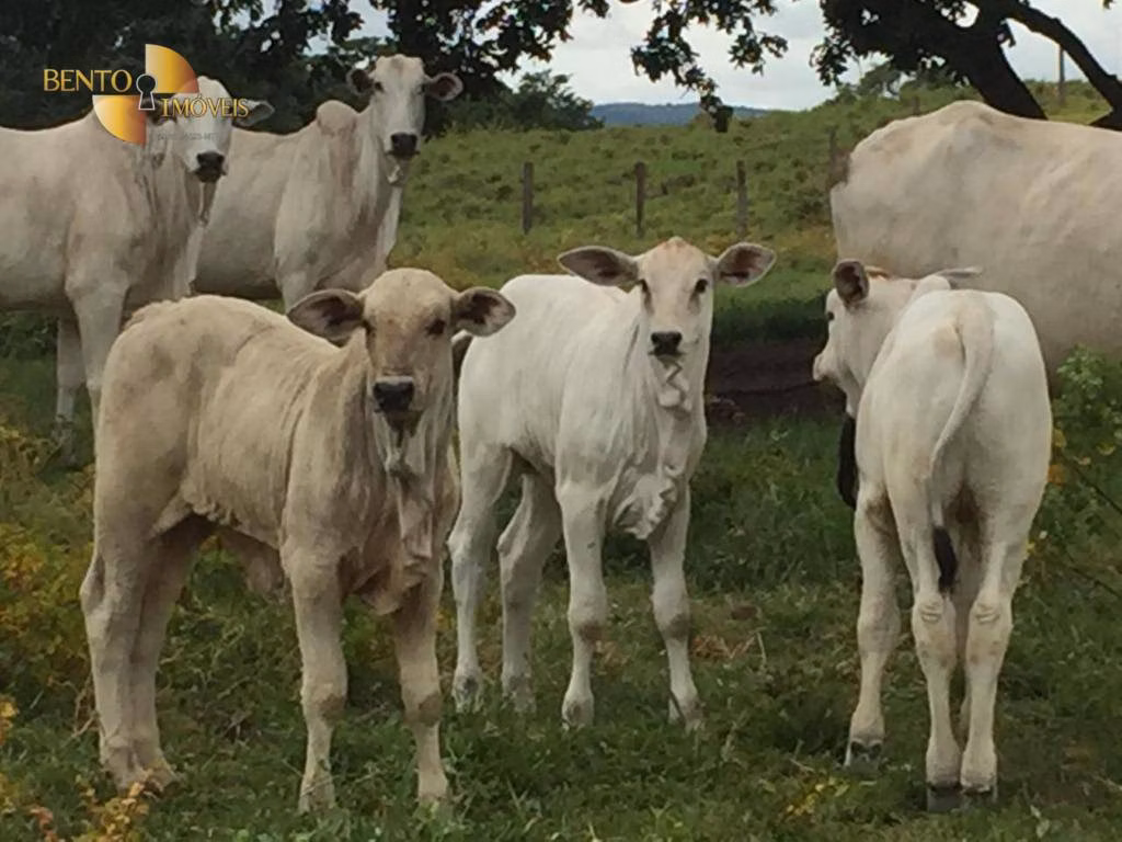 Fazenda de 1.455 ha em Acorizal, MT