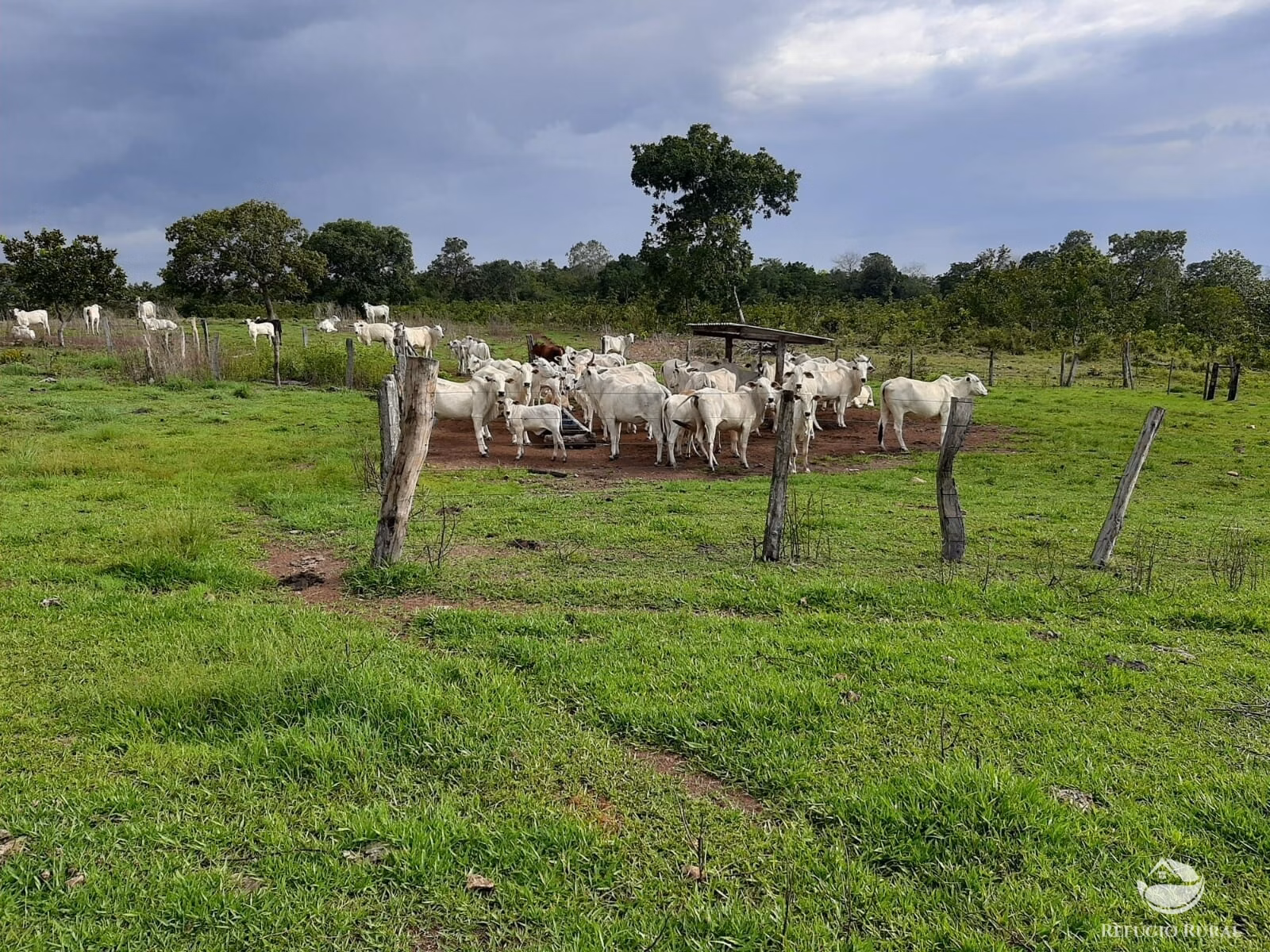 Fazenda de 788 ha em Figueirópolis, TO