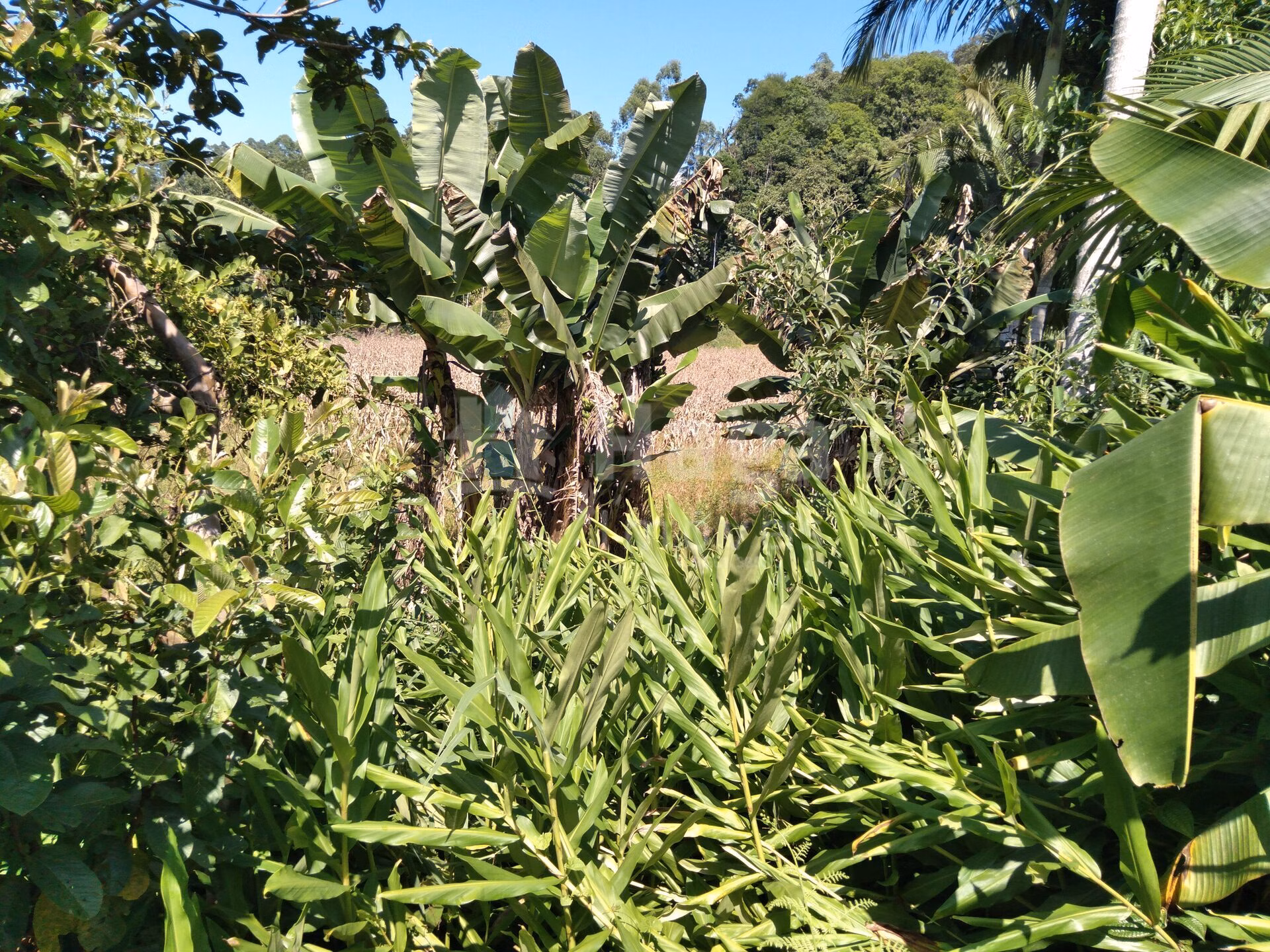 Terreno de 1.269 m² em Guabiruba, SC