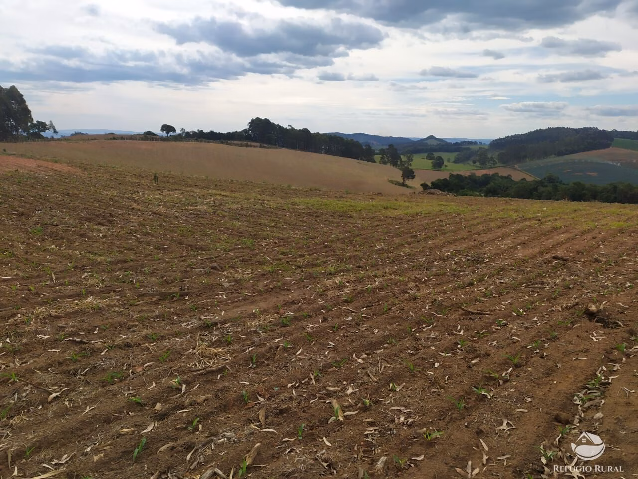 Fazenda de 111 ha em Toledo, MG