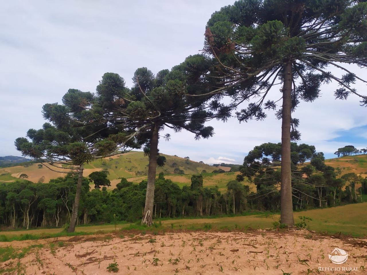 Fazenda de 111 ha em Toledo, MG