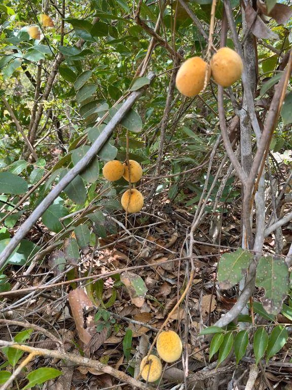 Chácara de 10 ha em Chapada dos Guimarães, MT