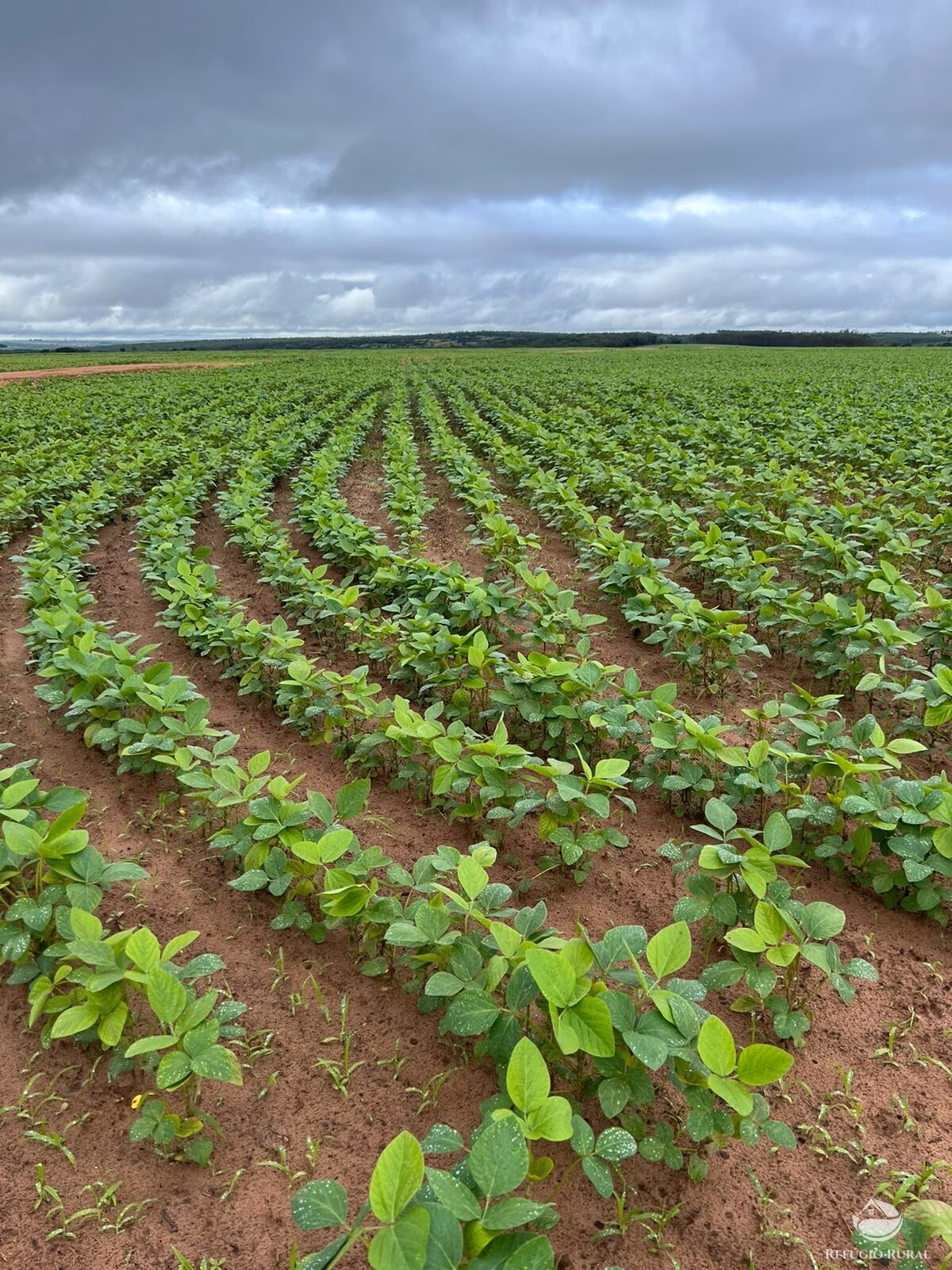 Fazenda de 4.405 ha em Mineiros, GO