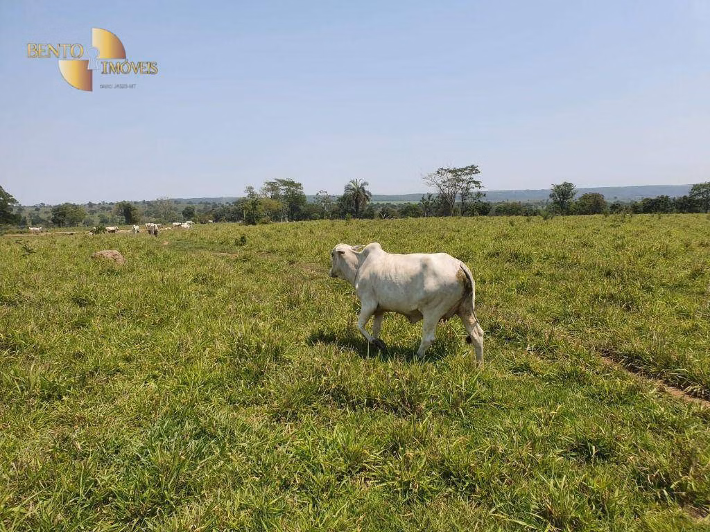 Fazenda de 150 ha em Rondonópolis, MT
