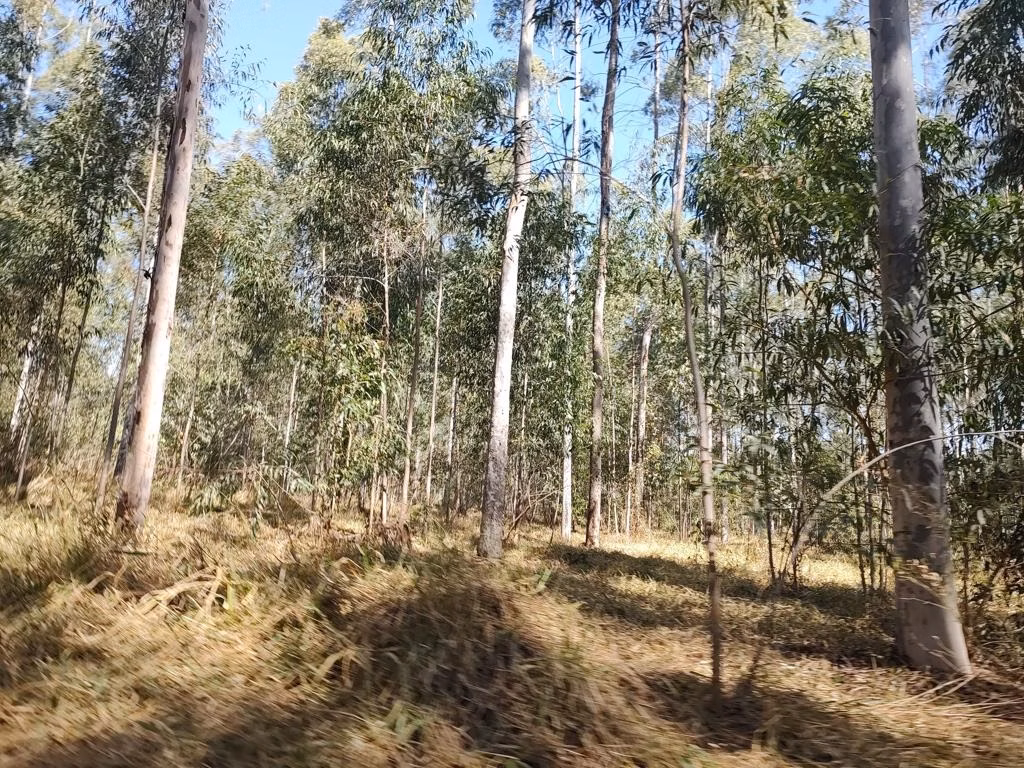 Sítio de 73 ha em Garça, SP