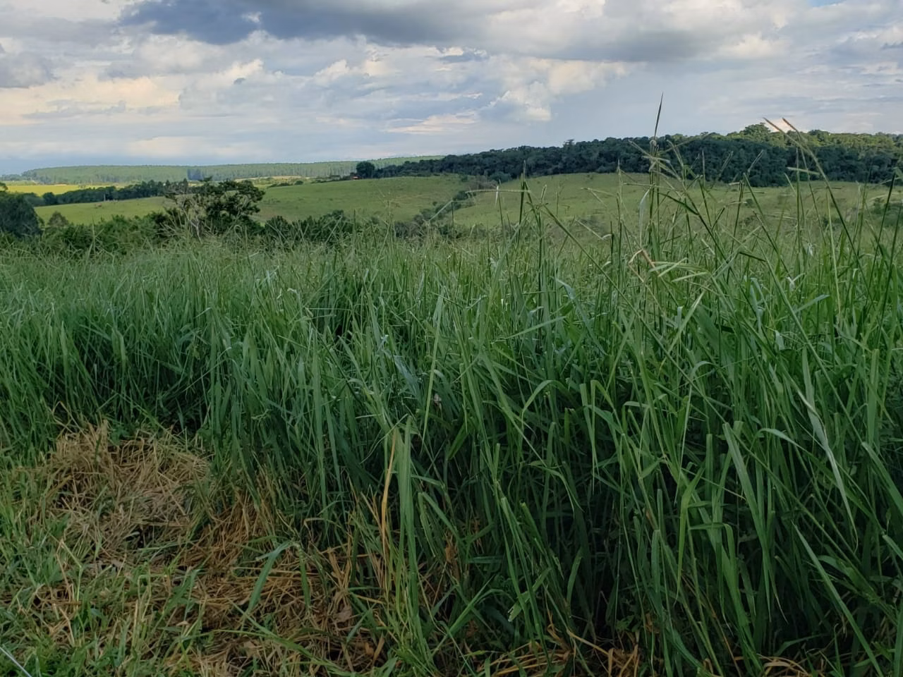 Small farm of 39 acres in Quadra, SP, Brazil