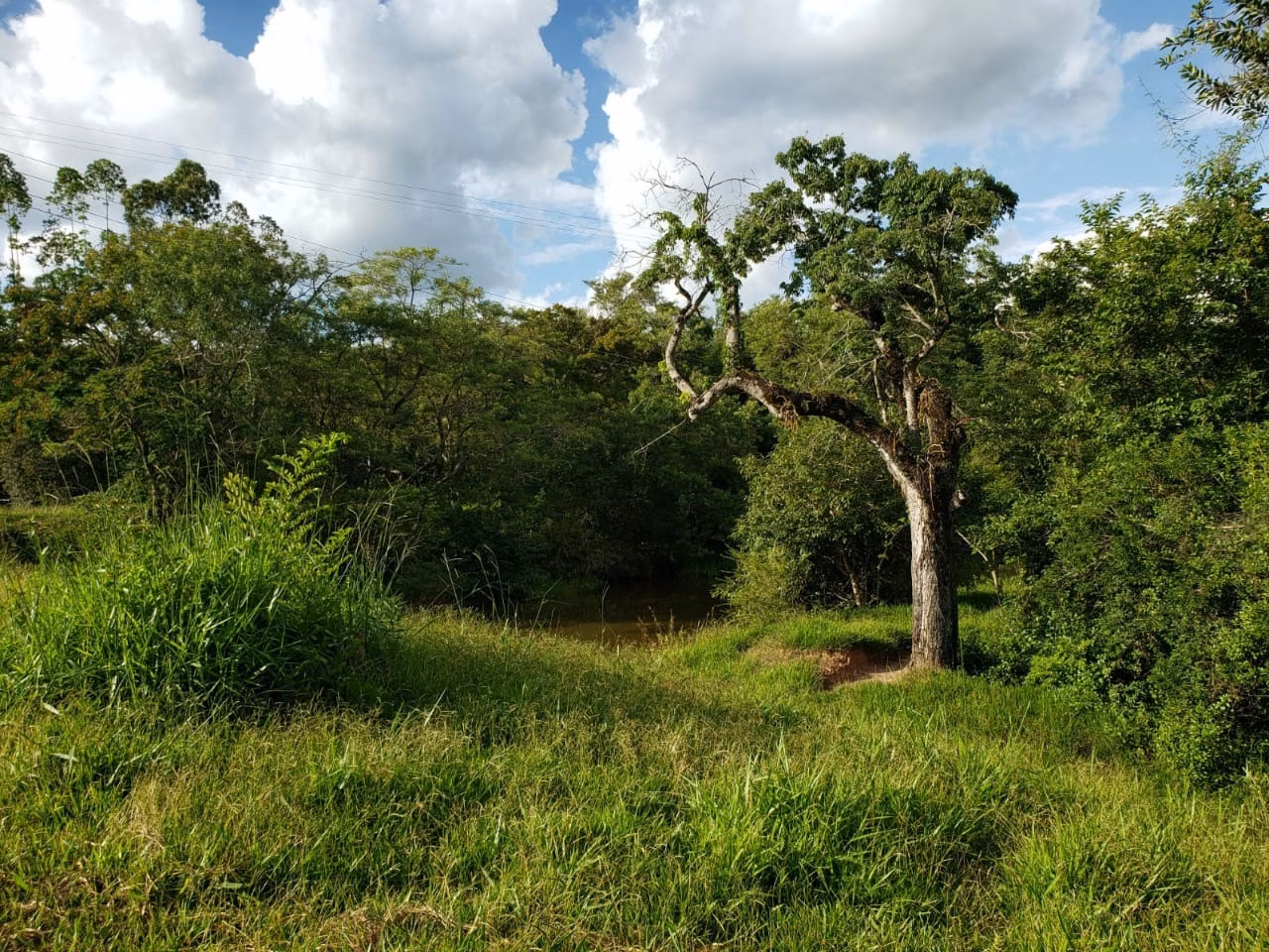 Small farm of 39 acres in Quadra, SP, Brazil