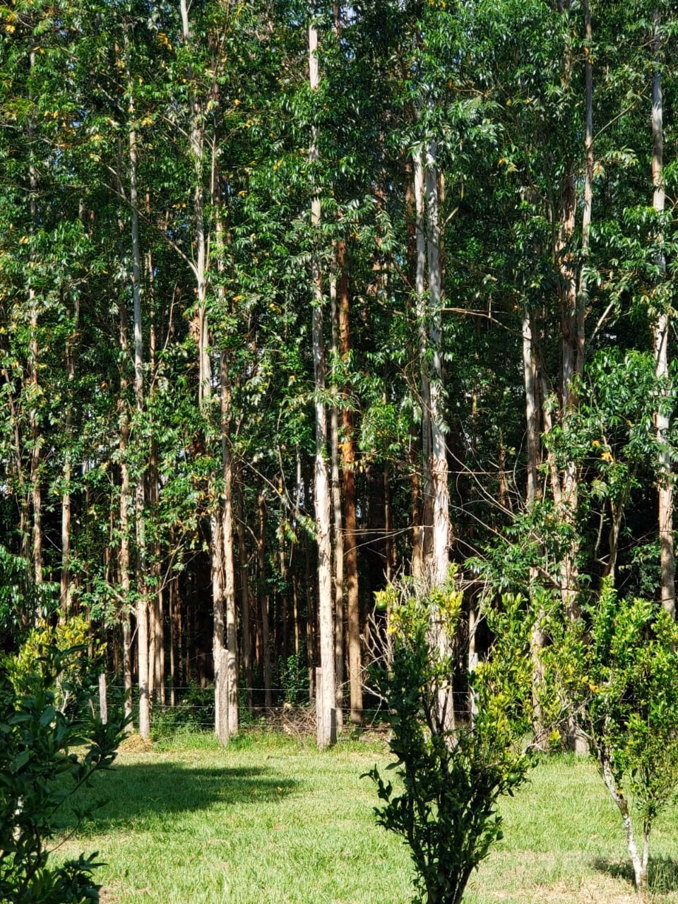 Small farm of 39 acres in Quadra, SP, Brazil