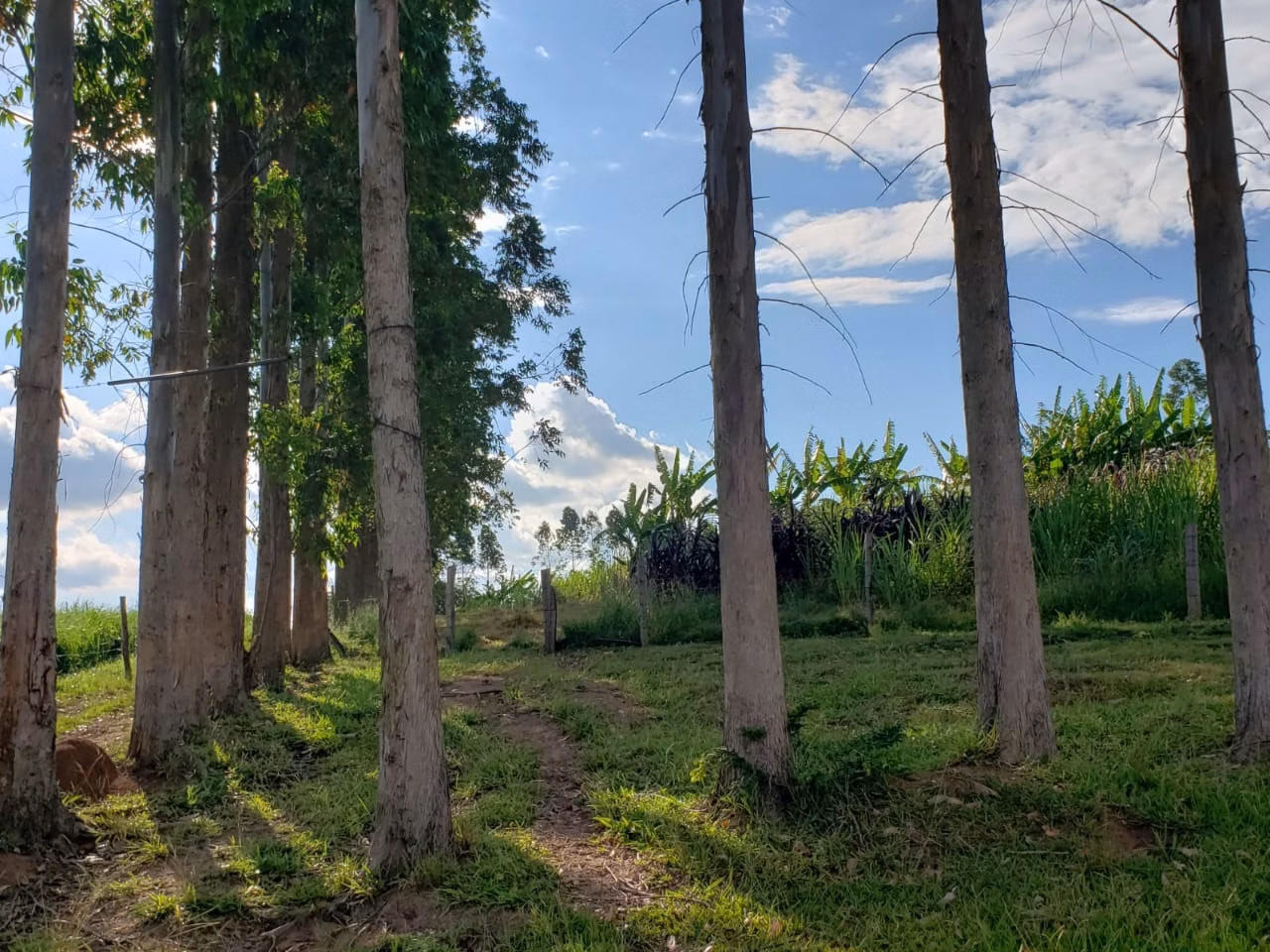 Small farm of 39 acres in Quadra, SP, Brazil