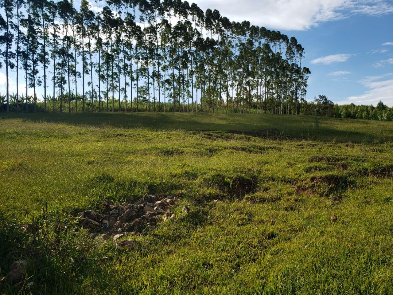 Small farm of 39 acres in Quadra, SP, Brazil