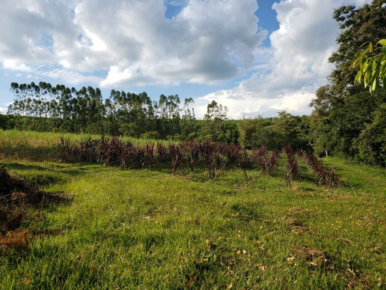 Small farm of 39 acres in Quadra, SP, Brazil