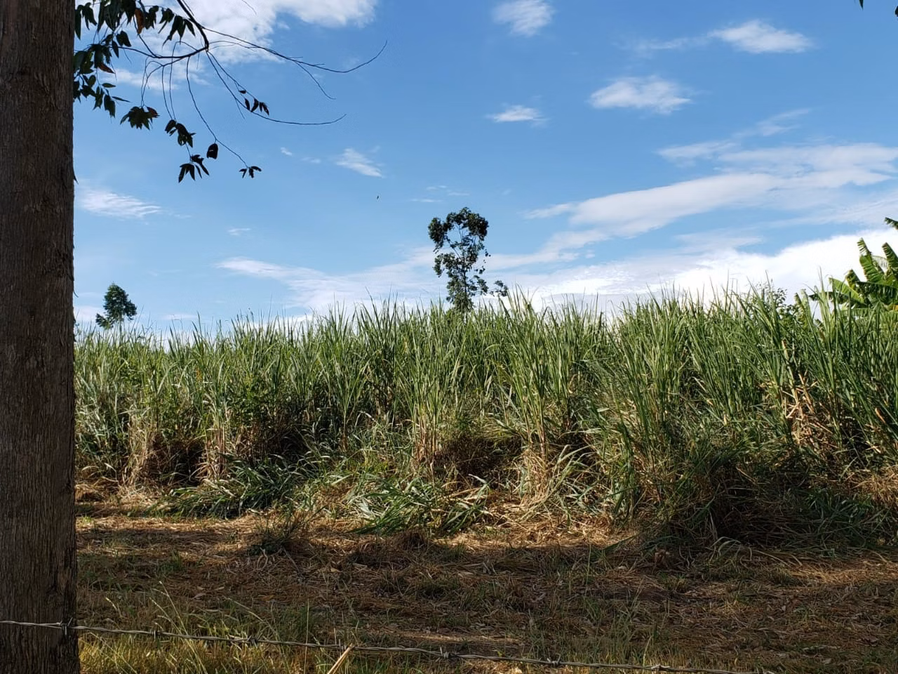 Small farm of 39 acres in Quadra, SP, Brazil