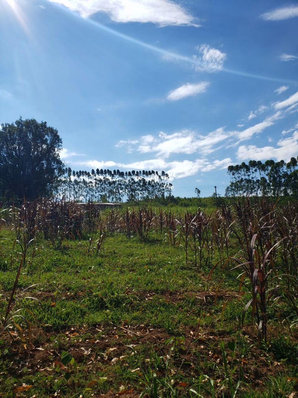 Small farm of 39 acres in Quadra, SP, Brazil