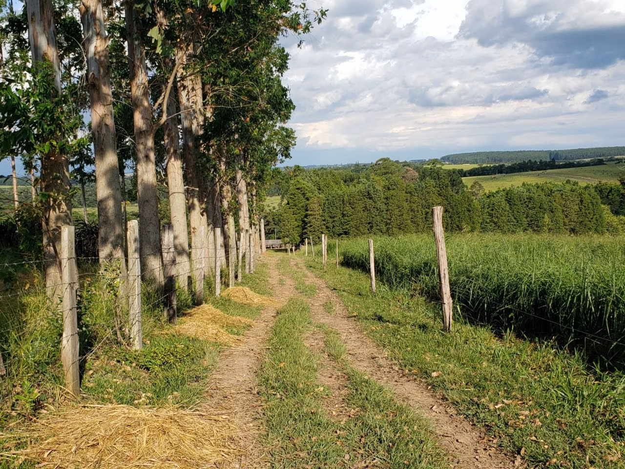 Small farm of 39 acres in Quadra, SP, Brazil