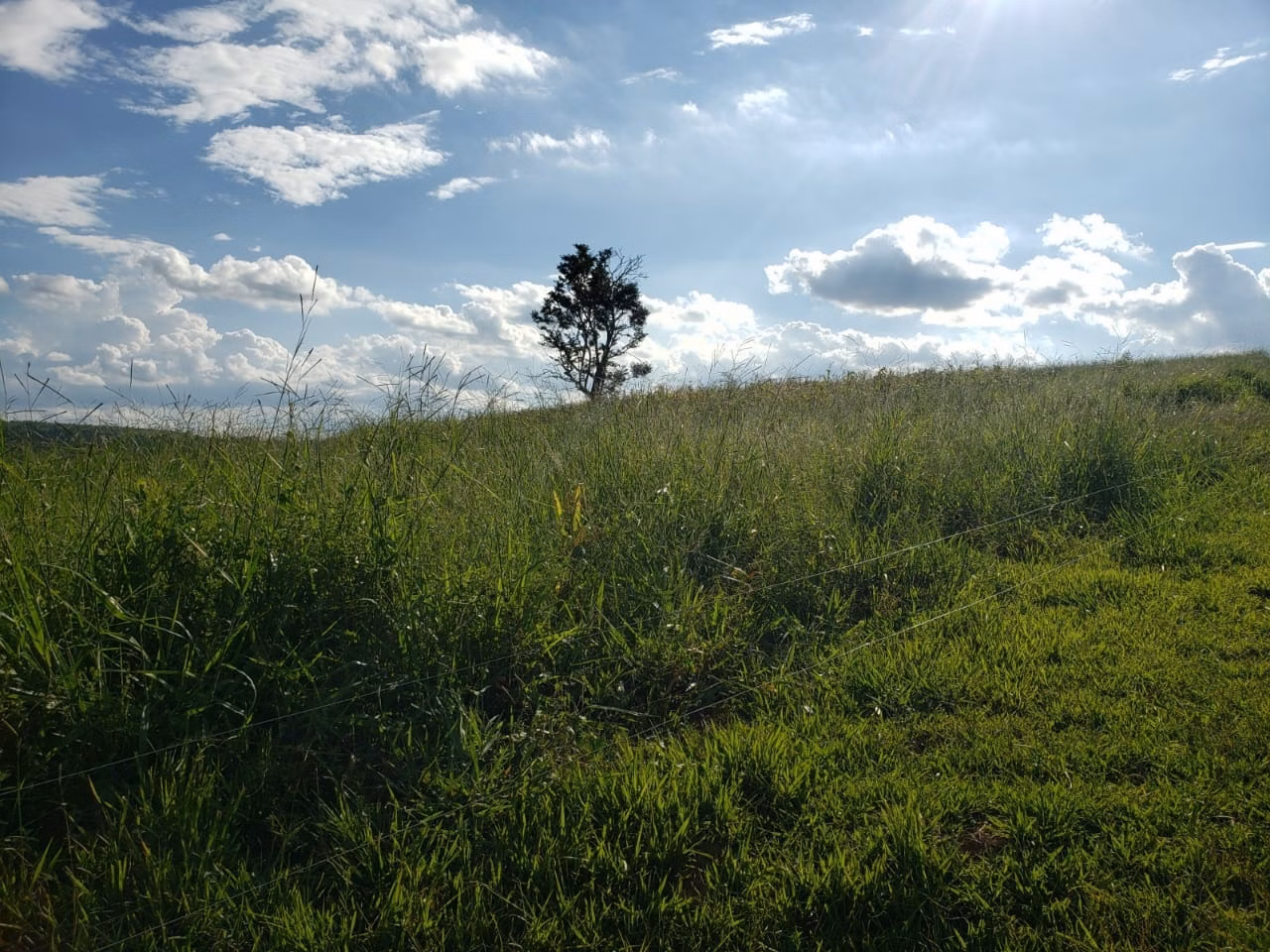 Small farm of 39 acres in Quadra, SP, Brazil