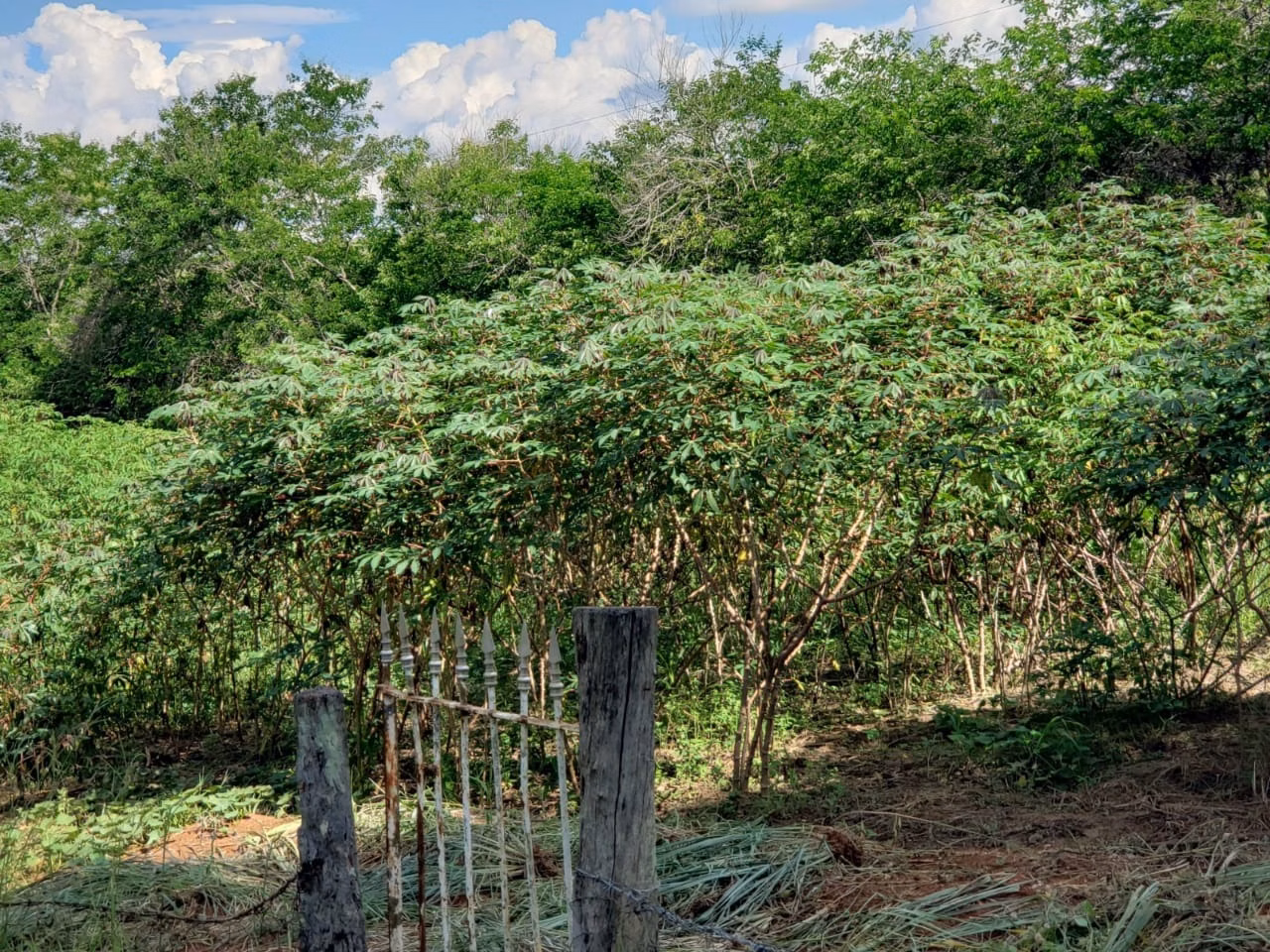 Small farm of 39 acres in Quadra, SP, Brazil