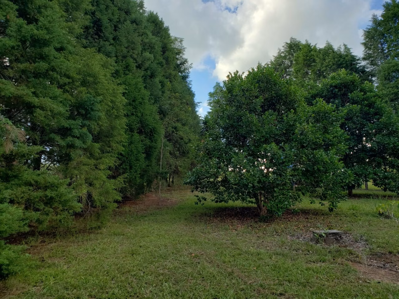 Small farm of 39 acres in Quadra, SP, Brazil