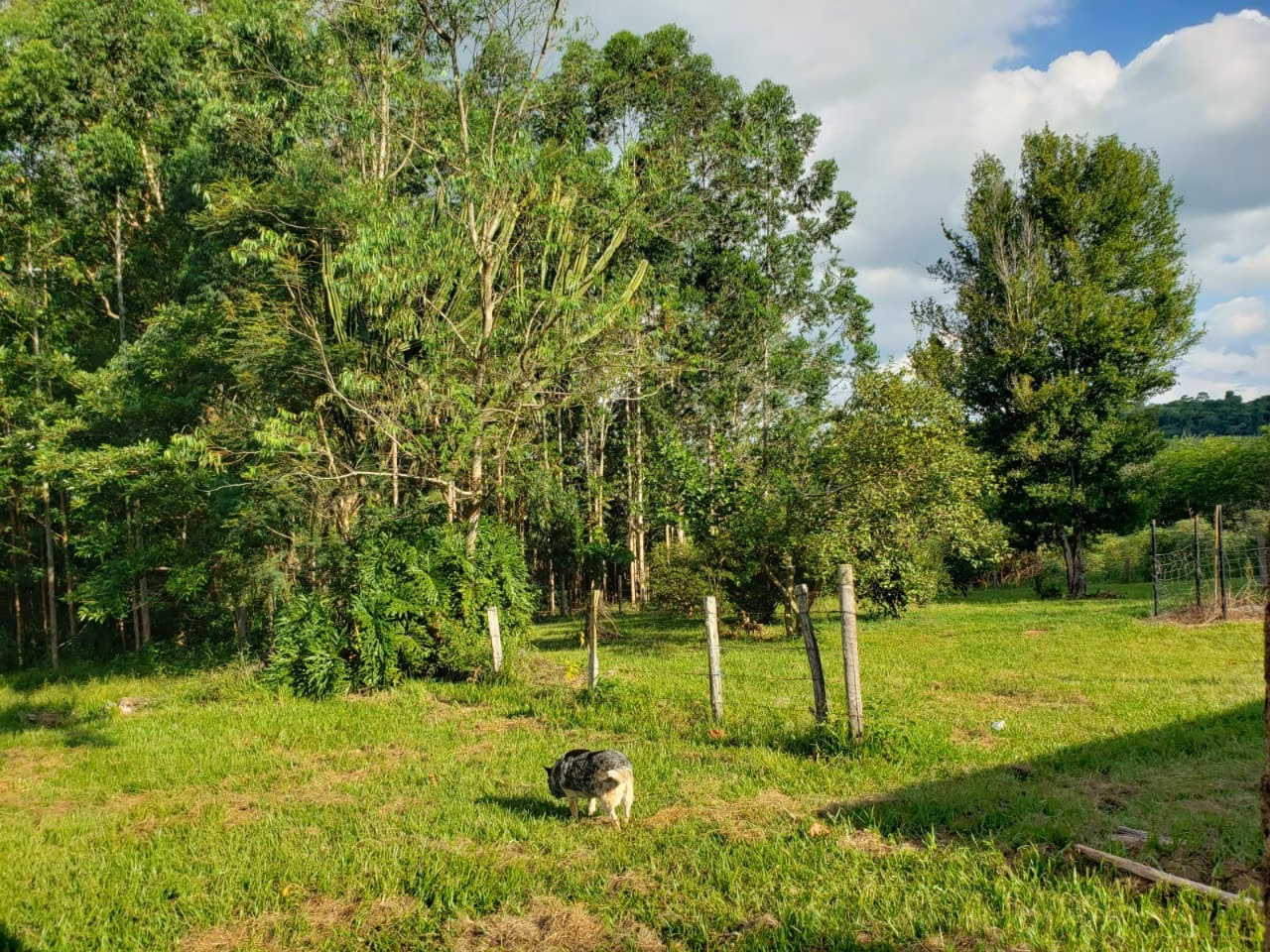 Small farm of 39 acres in Quadra, SP, Brazil