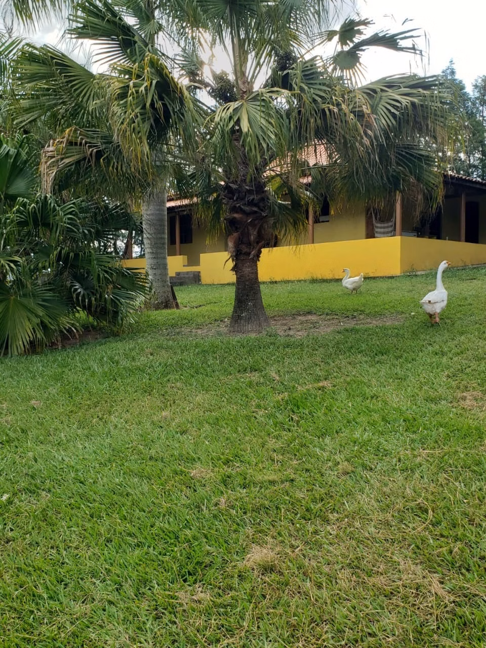 Small farm of 39 acres in Quadra, SP, Brazil