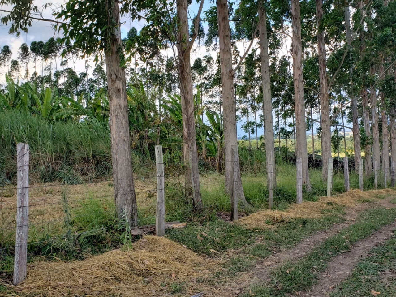 Small farm of 39 acres in Quadra, SP, Brazil