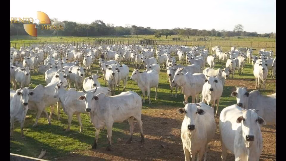 Small farm of 194 acres in Miranda, MS, Brazil