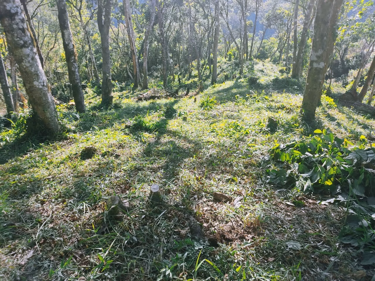 Terreno de 2 ha em Campo Largo, PR