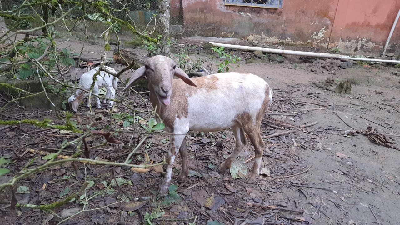 Sítio de 24 ha em Mongaguá, SP
