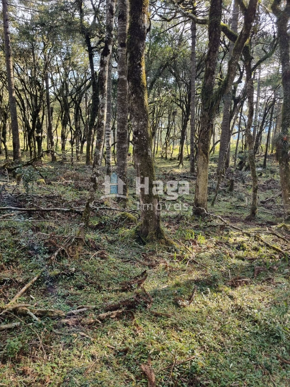 Farm of 12 acres in Bom Jardim da Serra, SC, Brazil