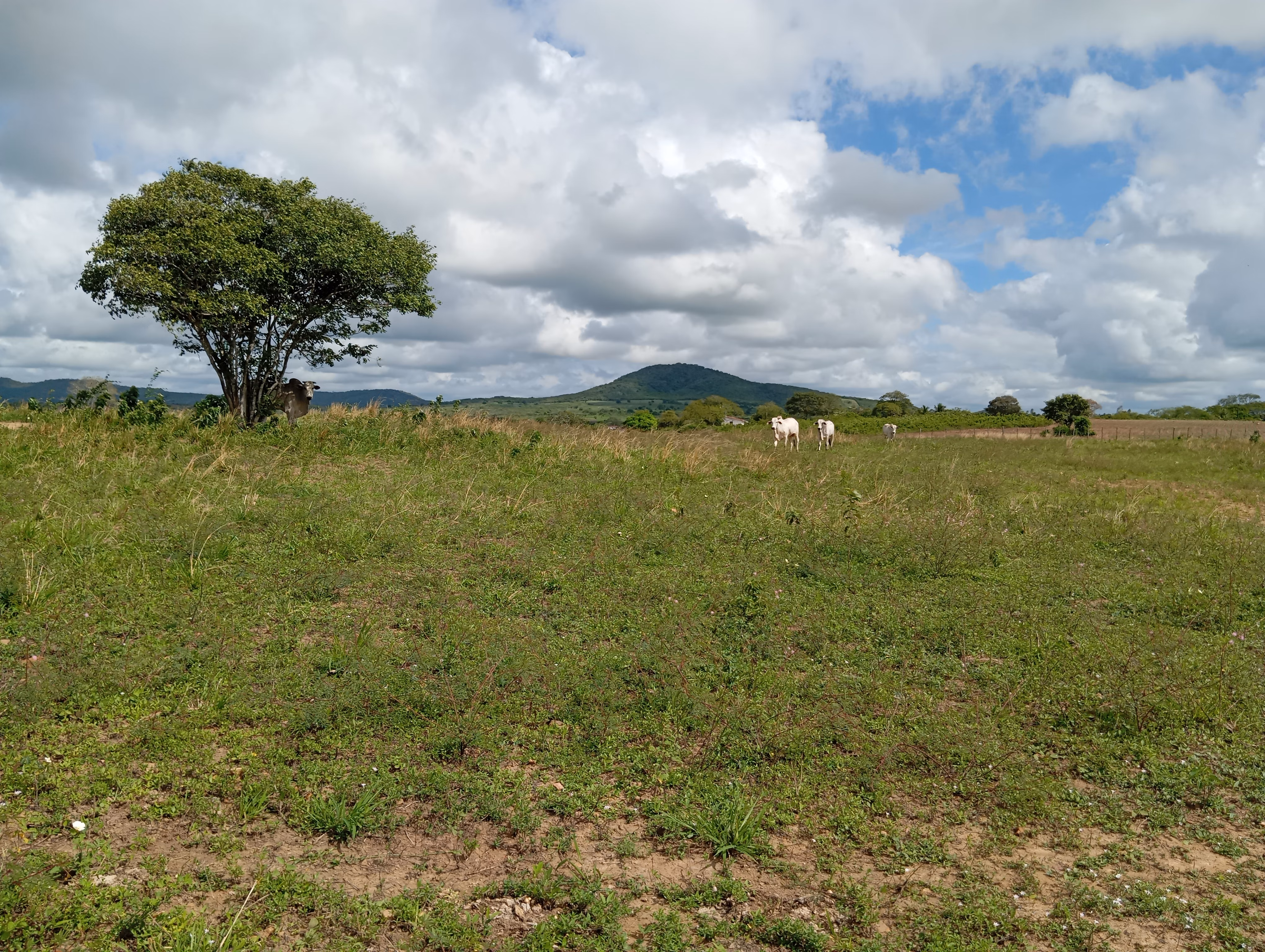 Terreno de 7 ha em Caldas Brandão, PB