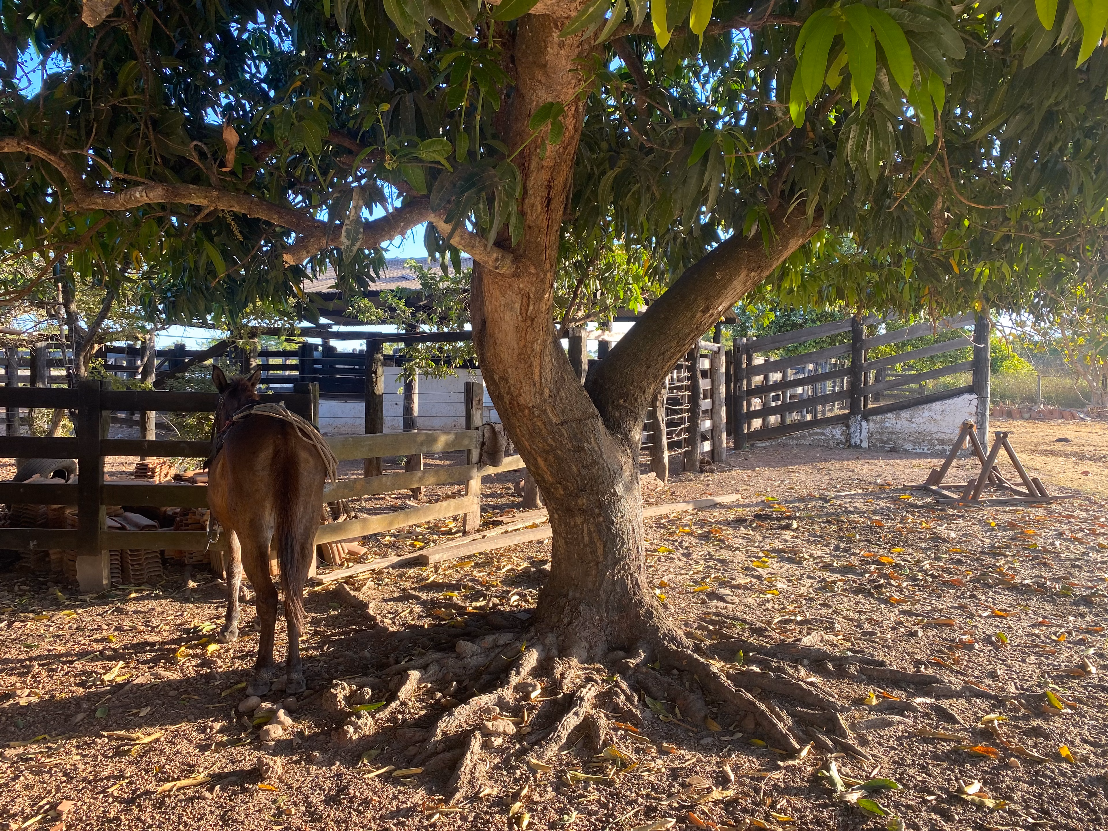 Farm of 956 acres in Redenção, PA, Brazil