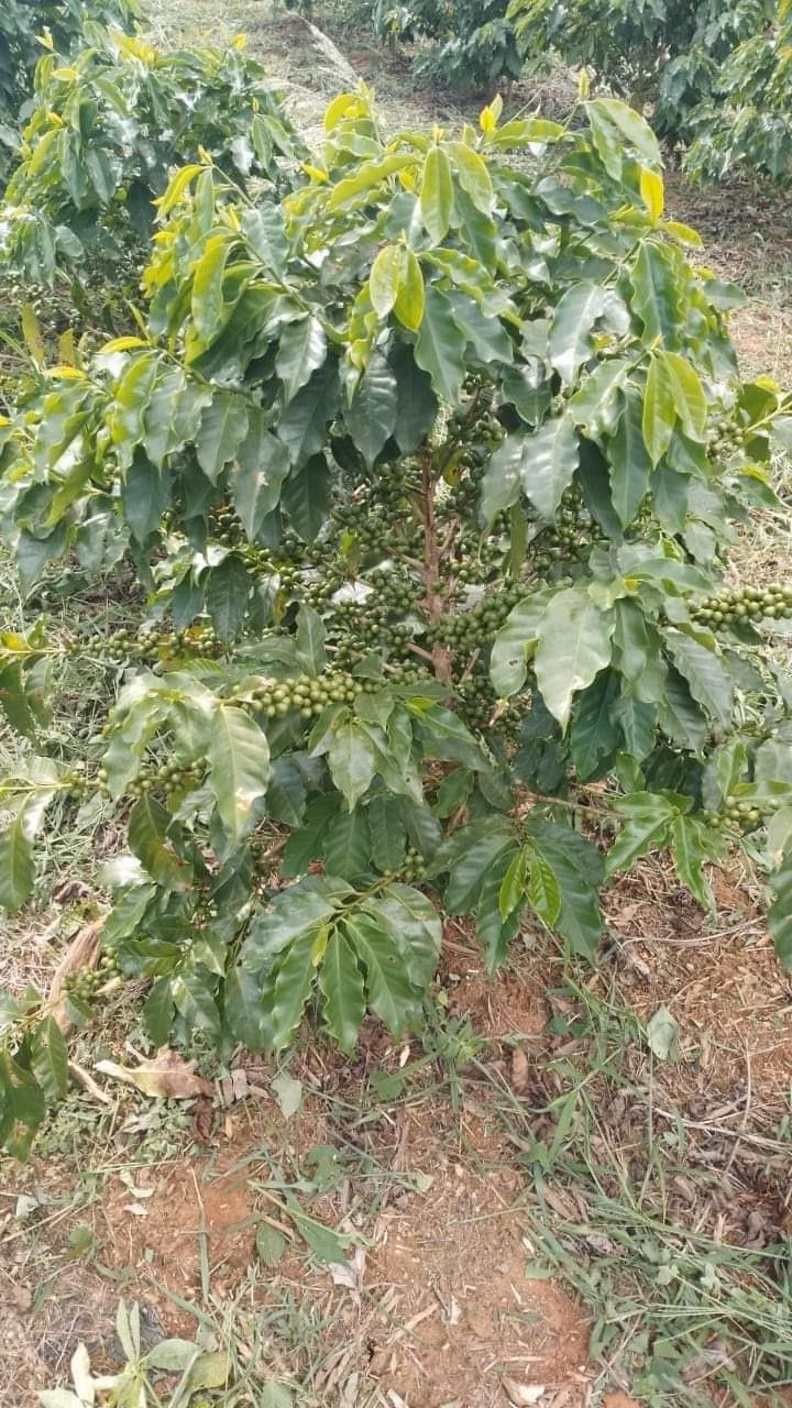 Chácara de 1 ha em Ouro Fino, MG