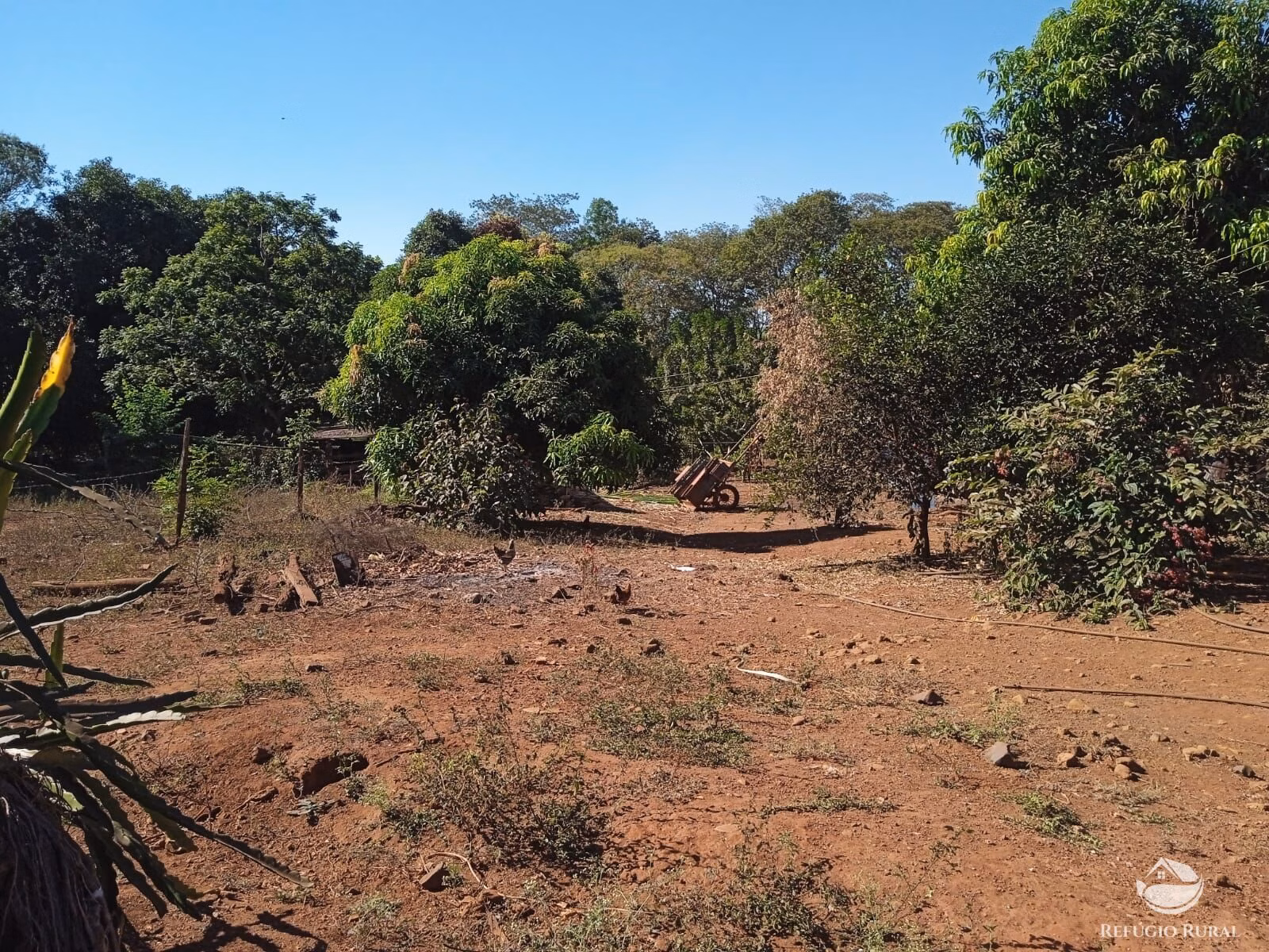 Small farm of 10 acres in Miguelópolis, SP, Brazil