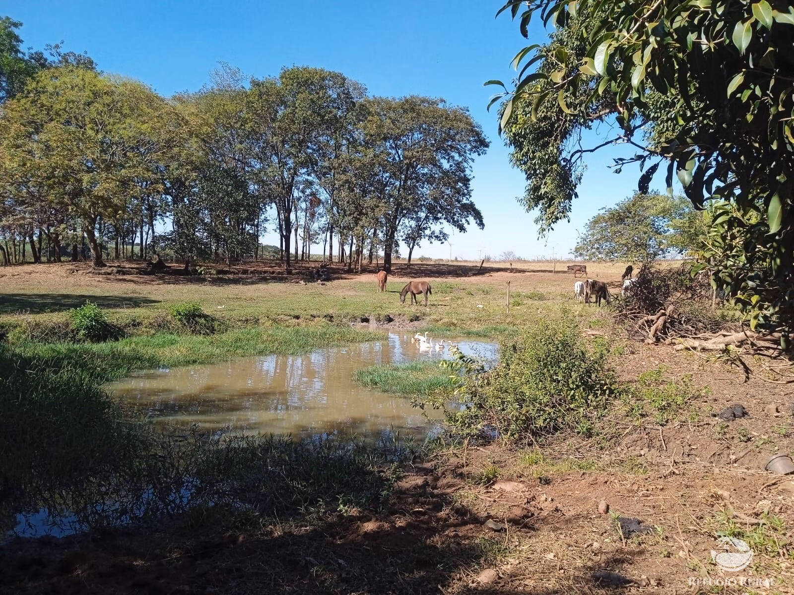 Small farm of 10 acres in Miguelópolis, SP, Brazil