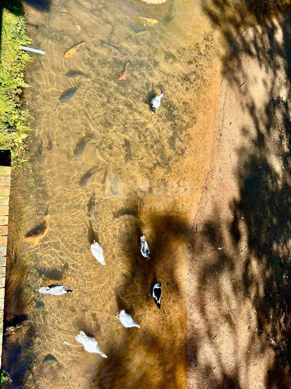 Chácara de 13 ha em Angelina, SC
