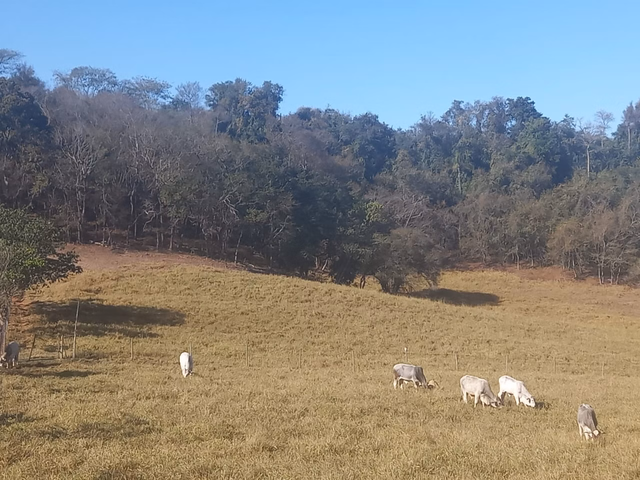 Chácara de 6 ha em Porto Feliz, SP