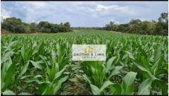 Fazenda de 1.026 ha em Araguaína, TO