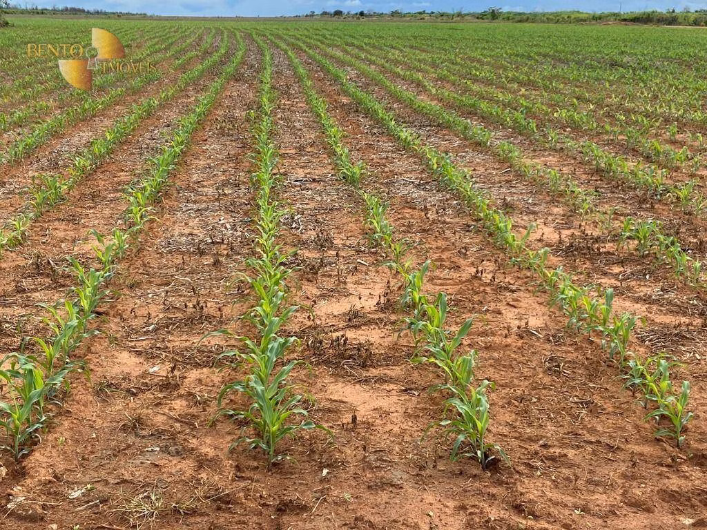 Fazenda de 1.448 ha em Marcelândia, MT