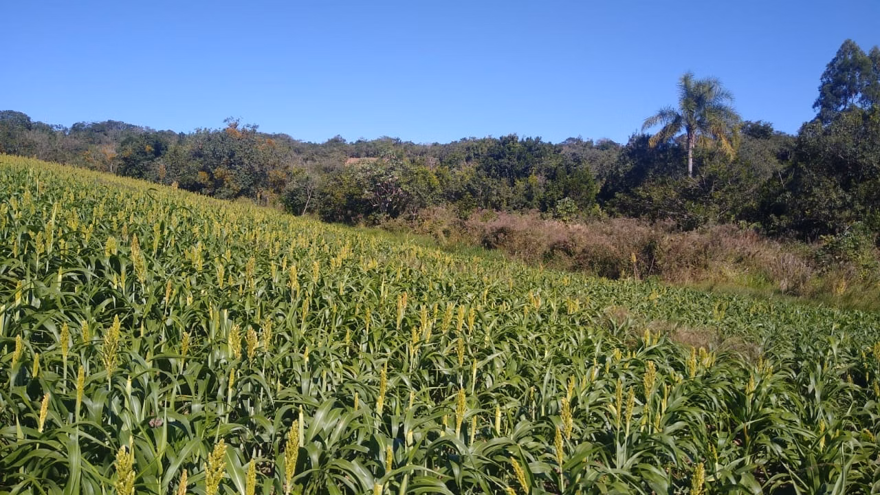 Sítio de 15 ha em Itapetininga, SP