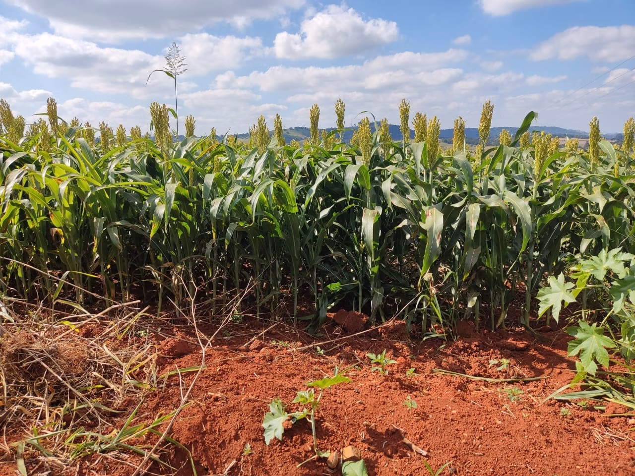 Small farm of 132 acres in Campina do Monte Alegre, SP, Brazil
