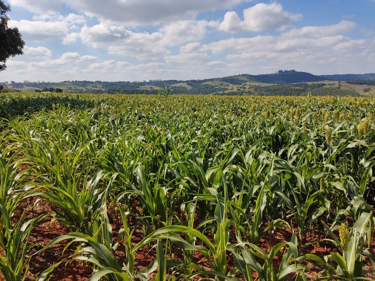 Small farm of 132 acres in Campina do Monte Alegre, SP, Brazil