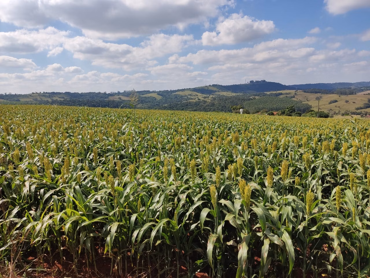 Small farm of 132 acres in Campina do Monte Alegre, SP, Brazil