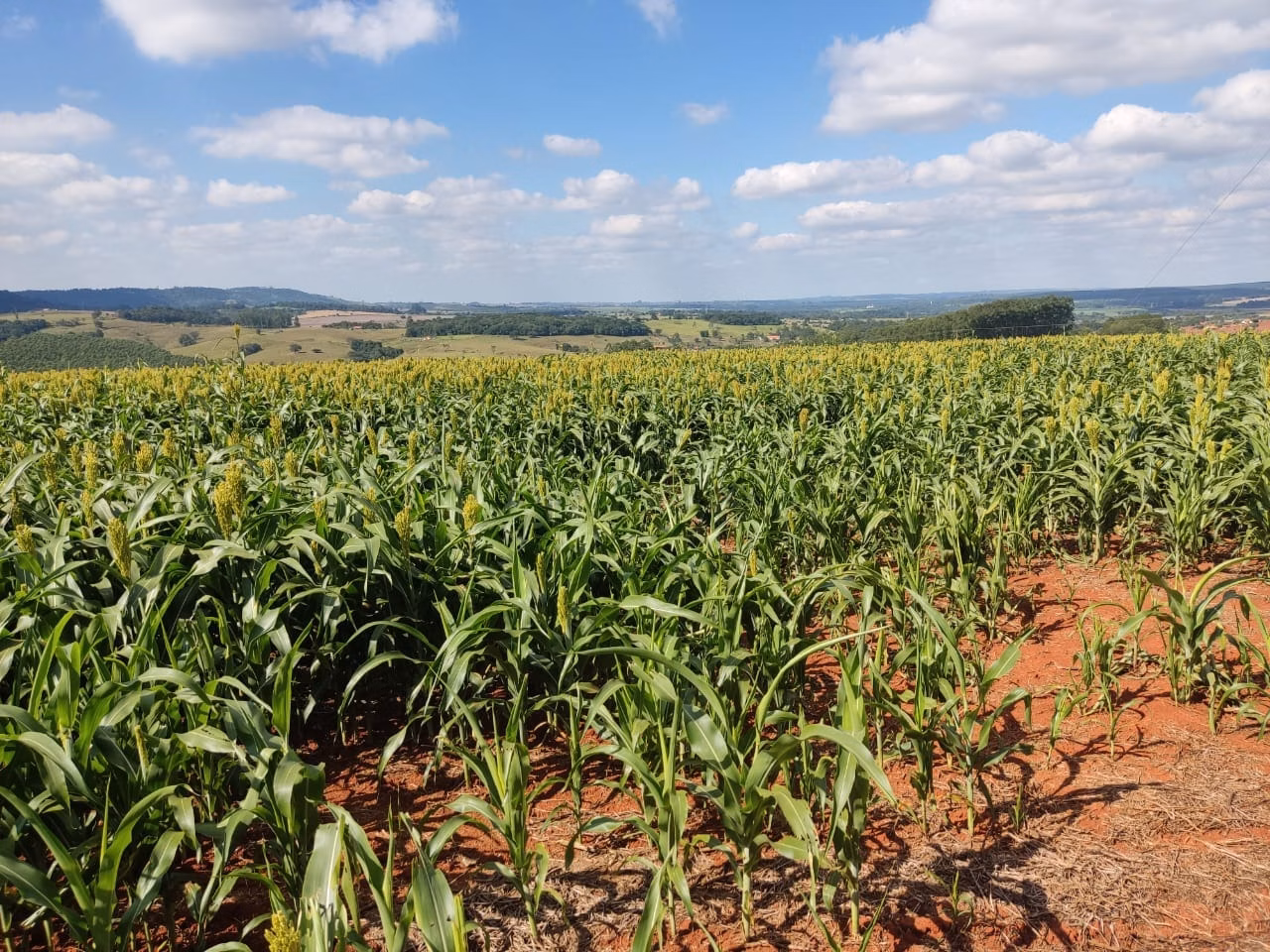 Small farm of 132 acres in Campina do Monte Alegre, SP, Brazil