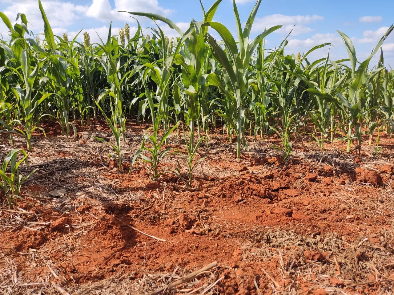 Small farm of 132 acres in Campina do Monte Alegre, SP, Brazil
