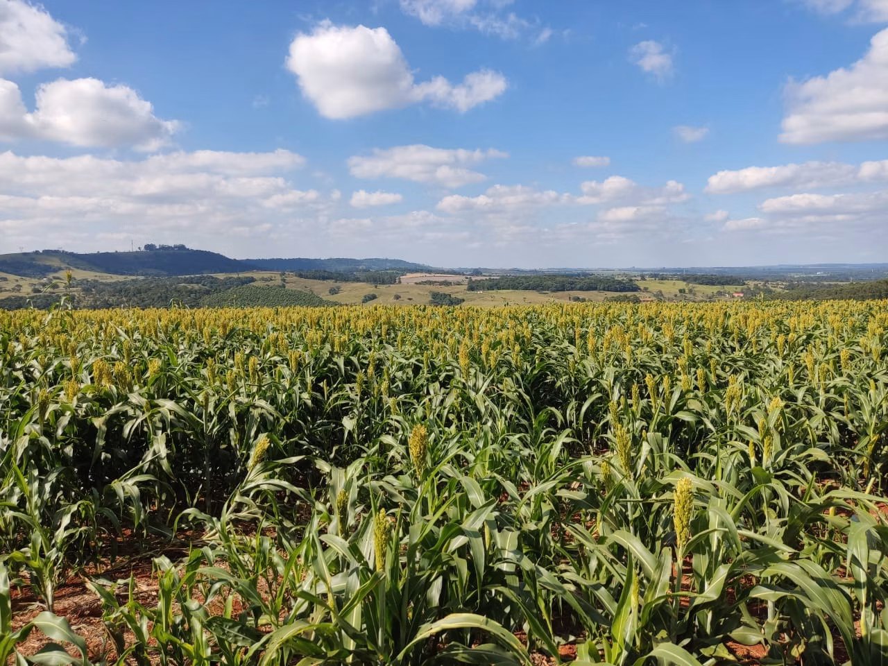 Small farm of 132 acres in Campina do Monte Alegre, SP, Brazil