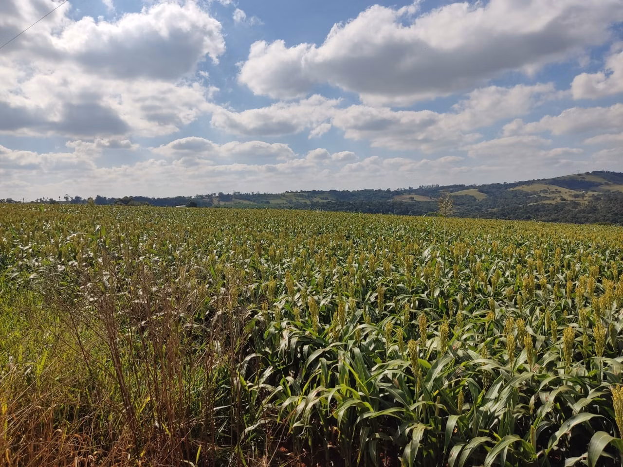 Small farm of 132 acres in Campina do Monte Alegre, SP, Brazil