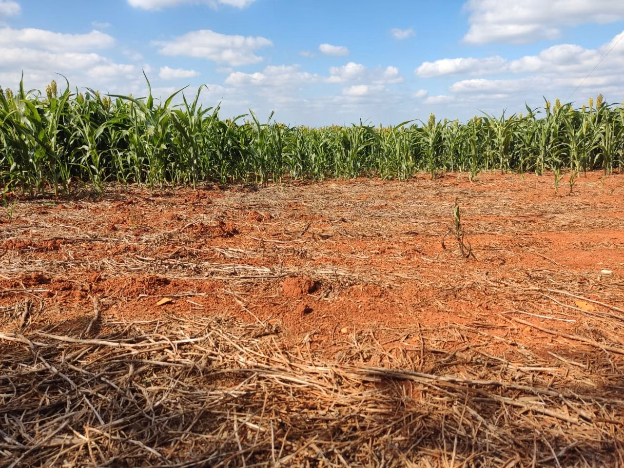 Small farm of 132 acres in Campina do Monte Alegre, SP, Brazil