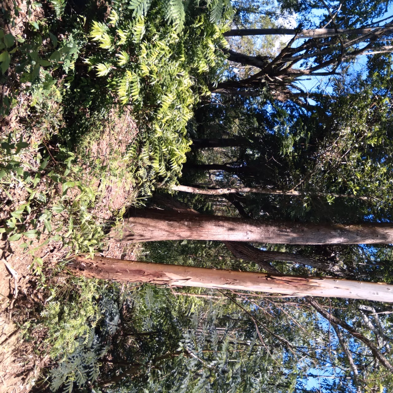 Small farm of 60 acres in Angatuba, SP, Brazil
